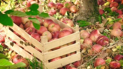 Crate full of apples and apples strewn around Stock Footage 99770152