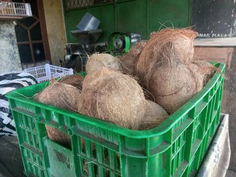 A crate full of fresh coconuts with outer shells, ready for processing or sale Stock Photos