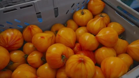 A crate full of orange tomatoes Stock Footage 297844115
