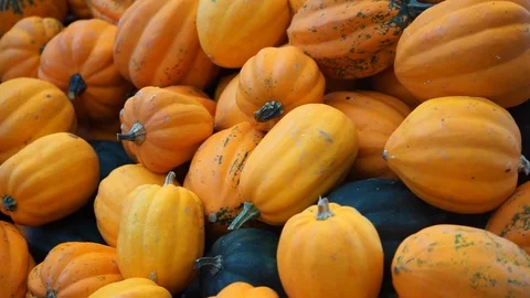 Crate full of pumpkins in different colors Stock Footage 119442306