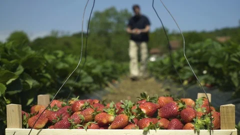 Crate full with ripe strawberries,picker picking strawberry fruits on plantation Stock Footage 89949710