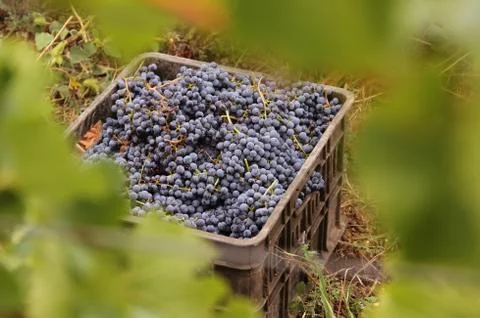 Crate with grapes Stock Photos