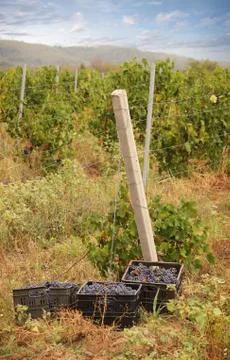 Crate with grapes Stock Photos