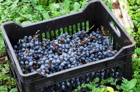 Crate with Merlot clusters Stock Photos