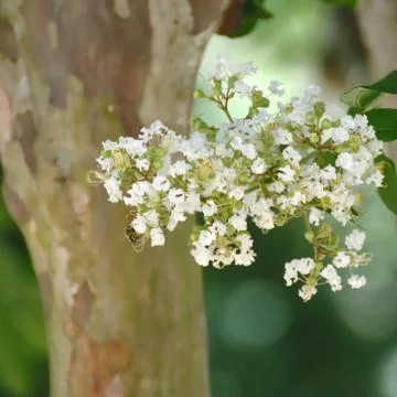 Crate Myrtle at Spring Stock Photos