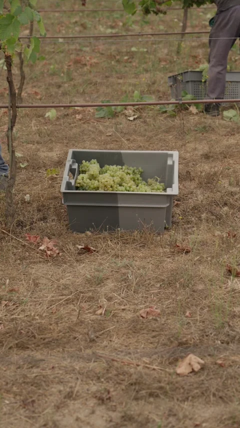 Crate of Picked White Grapes on Vineyard Ground During Vindimas in Portugal Stock Footage 344437617