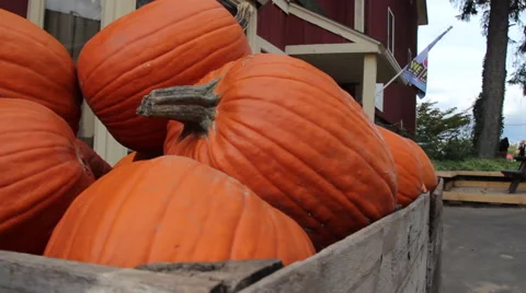 Crate of Pumpkins Stock Footage 51520640