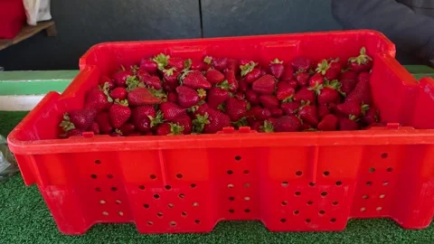 Crate of Red Strawberries Being Packed Stock Footage 313961239