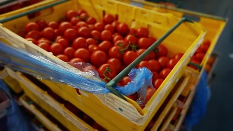 A crate of tomatoes is stacked on top of another crate Stock Footage 297843904