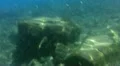 Crater Lake Underwater 03 Cleetwood Cove HD Footage