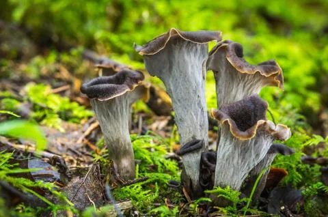 Craterellus cornucopioides Stock Photos