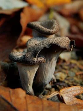 Craterellus cornucopioides Fotos de archivo