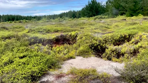 Craters of the Moon Thermal Activity Vent and Trees 動画素材 170624619