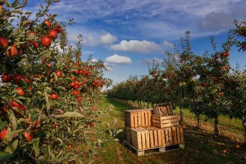 Crates in apple orchard with trees ready for harvest Stock Photos
