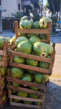 Crates of coconuts on the street sidewalk. Stock Photos