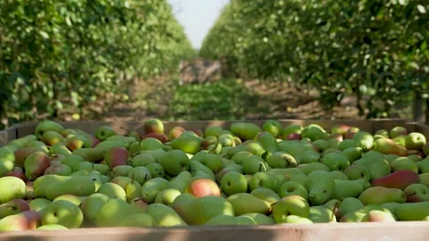 Crates Filled with Freshly Picked Pears in a Farmer's Orchard. Pear Harvest. Agr Stock Footage 287988731