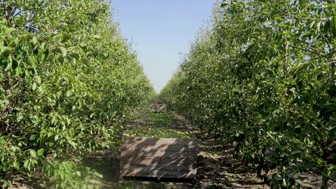 Crates Filled with Freshly Picked Pears in a Farmer's Orchard. Pear Harvest. Agr Stock Footage 287989080