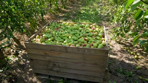 Crates Filled with Freshly Picked Pears in a Farmer's Orchard. Pear Harvest. Agr Stock Footage 287989591