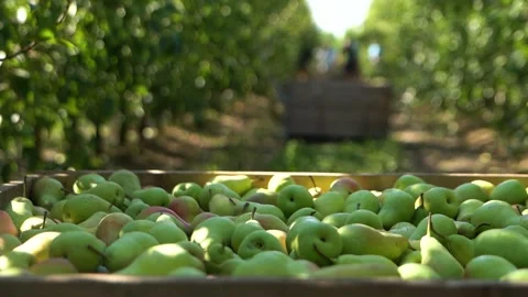 Crates Filled with Freshly Picked Pears in a Farmer's Orchard. Pear Harvest. Agr Stock Footage 287992138