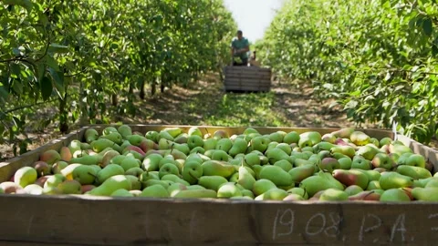 Crates Filled with Freshly Picked Pears in a Farmer's Orchard. Pear Harvest. Agr Stock Footage 287992997