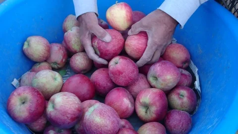 Crates of Freshly Picked Apples Vidéo 90141870