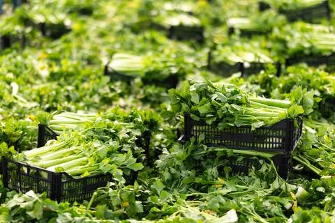Crates full of celery on vegetable field. Celery harvesting Stock Photos