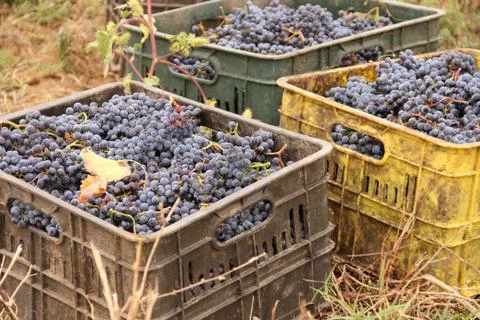Crates with grape 스톡 사진