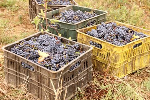 Crates with grape Stock Photos