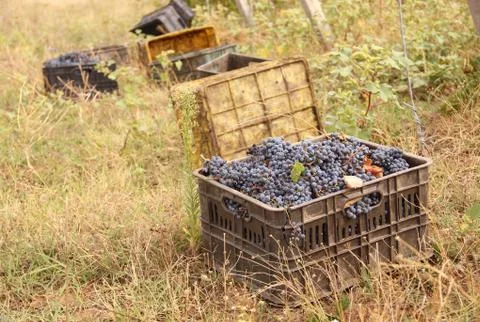 Crates with grape Stock Photos