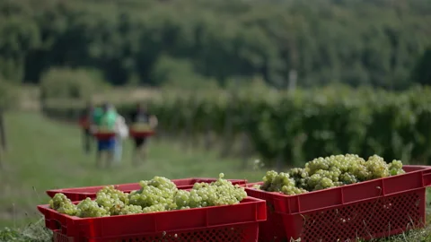Crates of white grapes on a foreground. Blurred farmers in the background Stock Footage 161112752