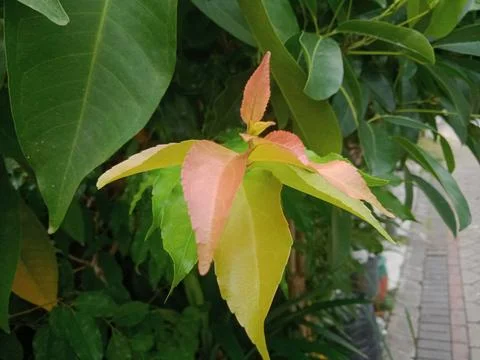 Cratoxylum formosum Foto stock