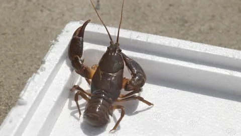Craw fish caught in the northeast of China Stock Footage 314027826