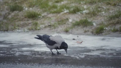 Craw walking on ice on raod and hitting hole in the ice and drinking Stock Footage 101267035