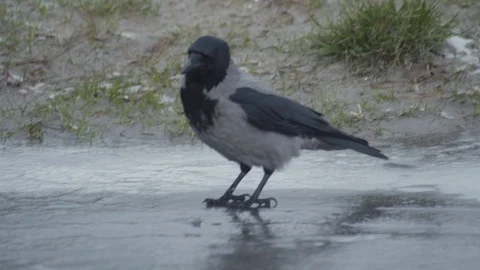 Craw walking on ice on raod and hitting hole in the ice and drinking Stock Footage 101276146