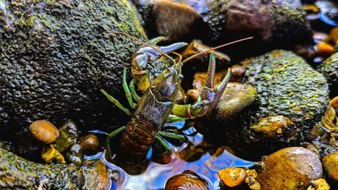 Crawdad in 4K Stock Photos