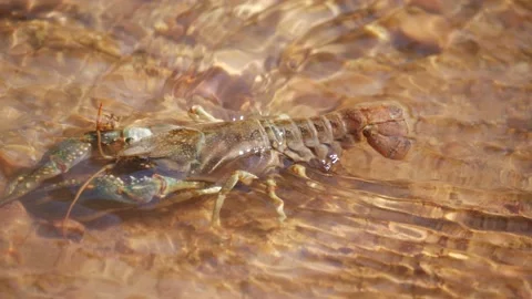 Crawdad crawling upstream, 4K Stock Footage 152794913