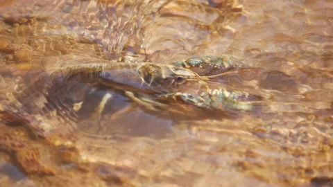 Crawdad Fighting the Current, 4K Stock Footage 152795156