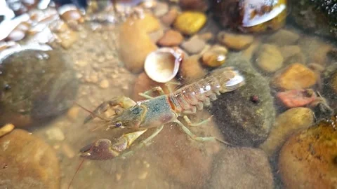Crawdad going underwater in 4K! Stock Footage 250102289