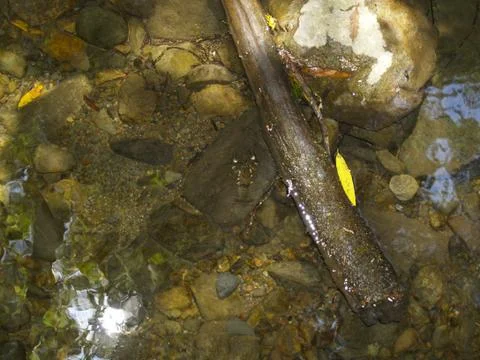 Crawdad in a pond Stock Photos