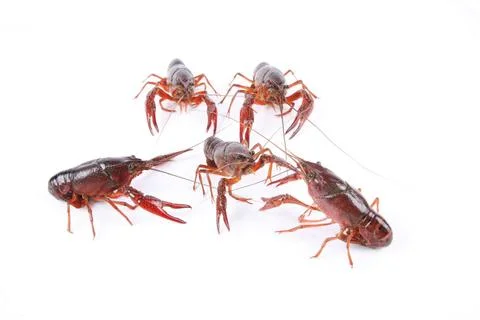 Crawfish are fighting five crawfish are fighting with white background Cop... Stock Photos