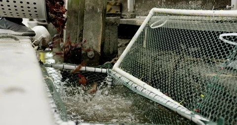 Crawfish Being Dumped Into Cage on Dock Stock Footage 97123451