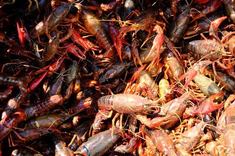 Crawfish Before The Boil Stock-Fotos