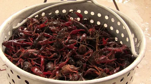 Crawfish in boiling basket about to go into boiler Видео 37720351