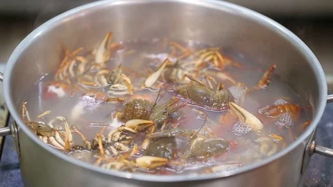 Crawfish in boiling water Stock Footage 73982709