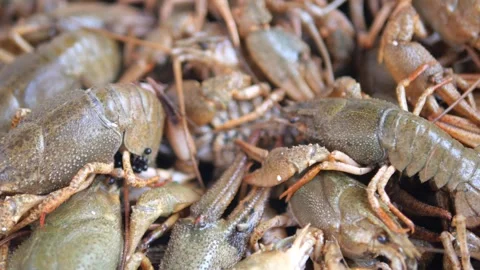 Crawfish collection during summer in the bayou area Stock Footage 336424291