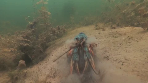 Crawfish crawling under water in its habitat. Freshwater malyusk. Slow motion. Video stock 112024995