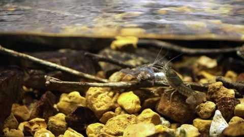 Crawfish Fighting Over a Fish Stock-Footage 261457574