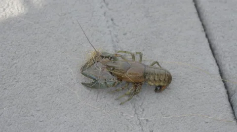 Crawfish on a fishing deck Video stock 50760830