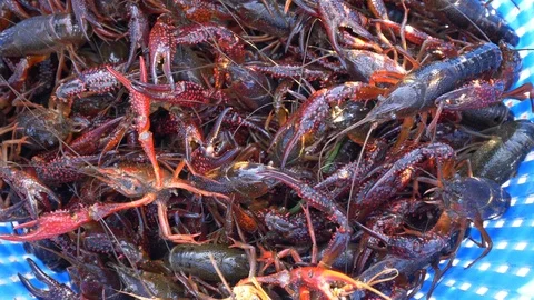 Crawfish, Freshly Caught (Close) Stock Footage 97123037