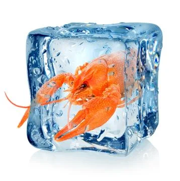 Crawfish in ice cube Stock Photos